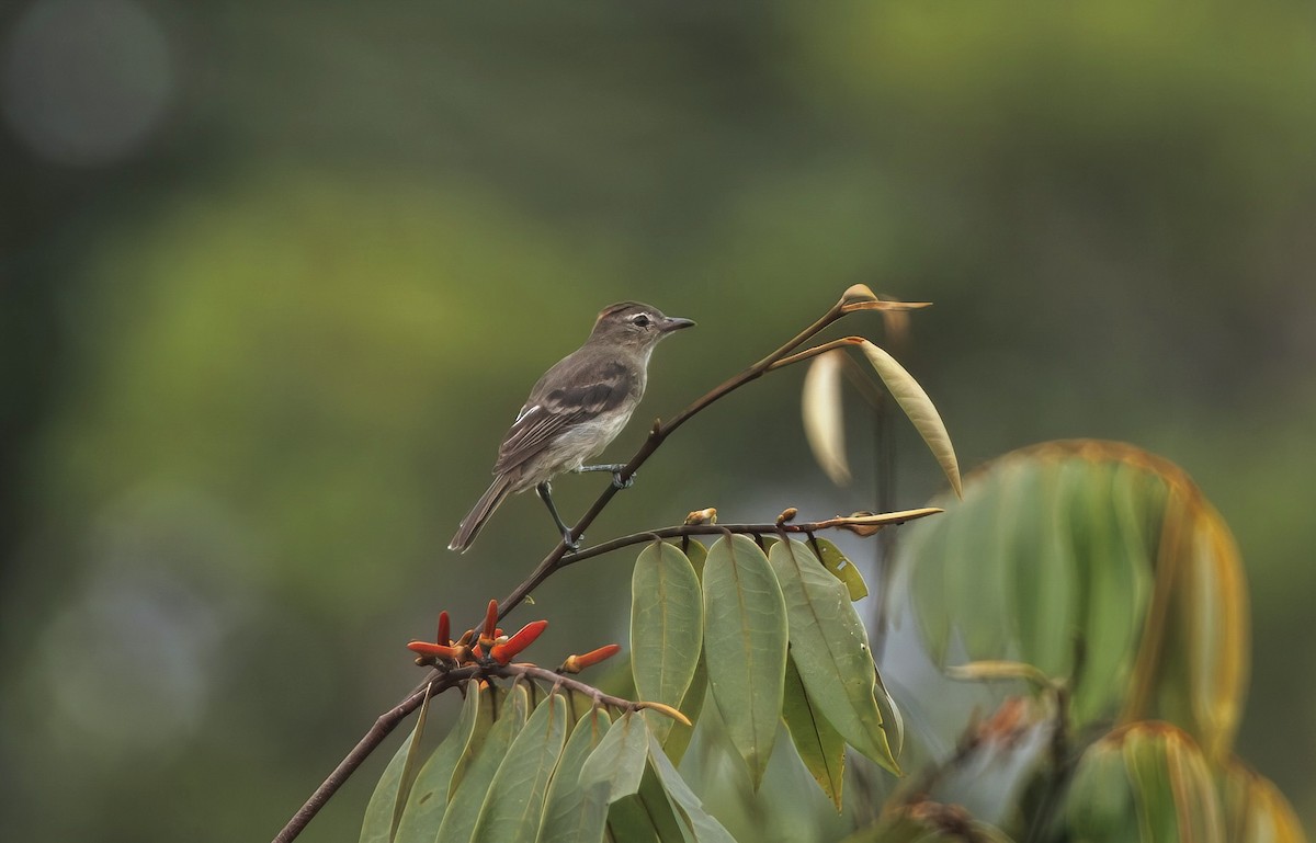 Rufous-crowned Elaenia - ML632203422
