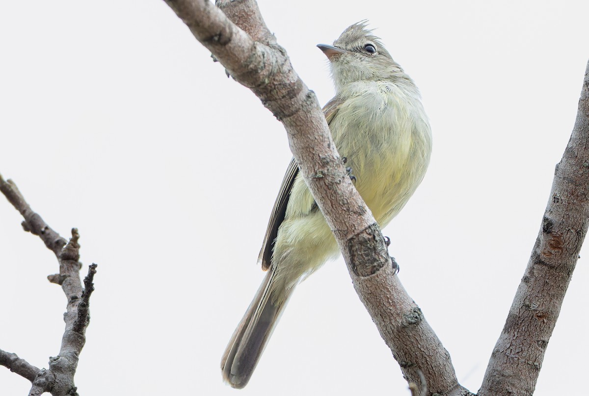 Plain-crested Elaenia - ML632203501