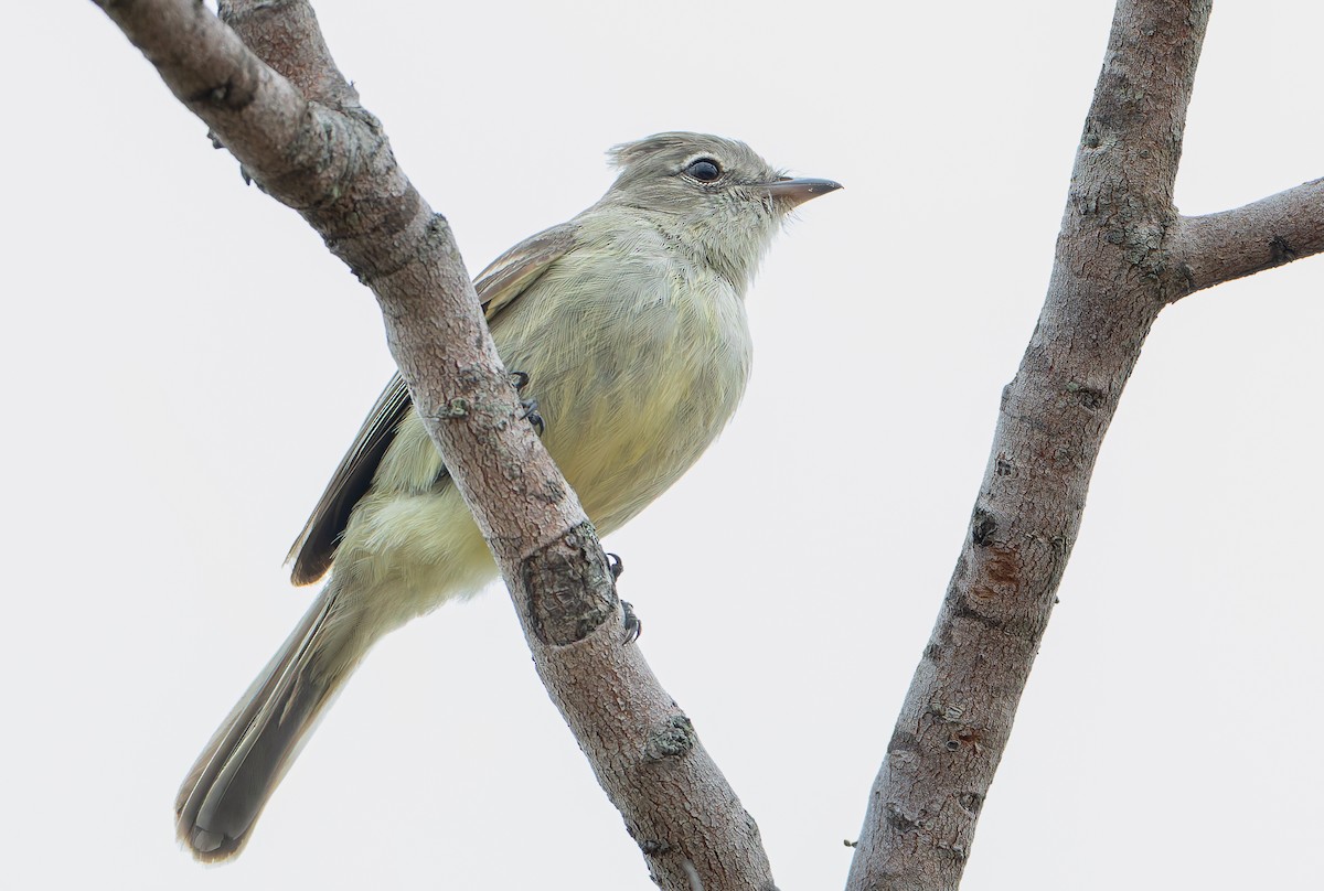Plain-crested Elaenia - ML632203503