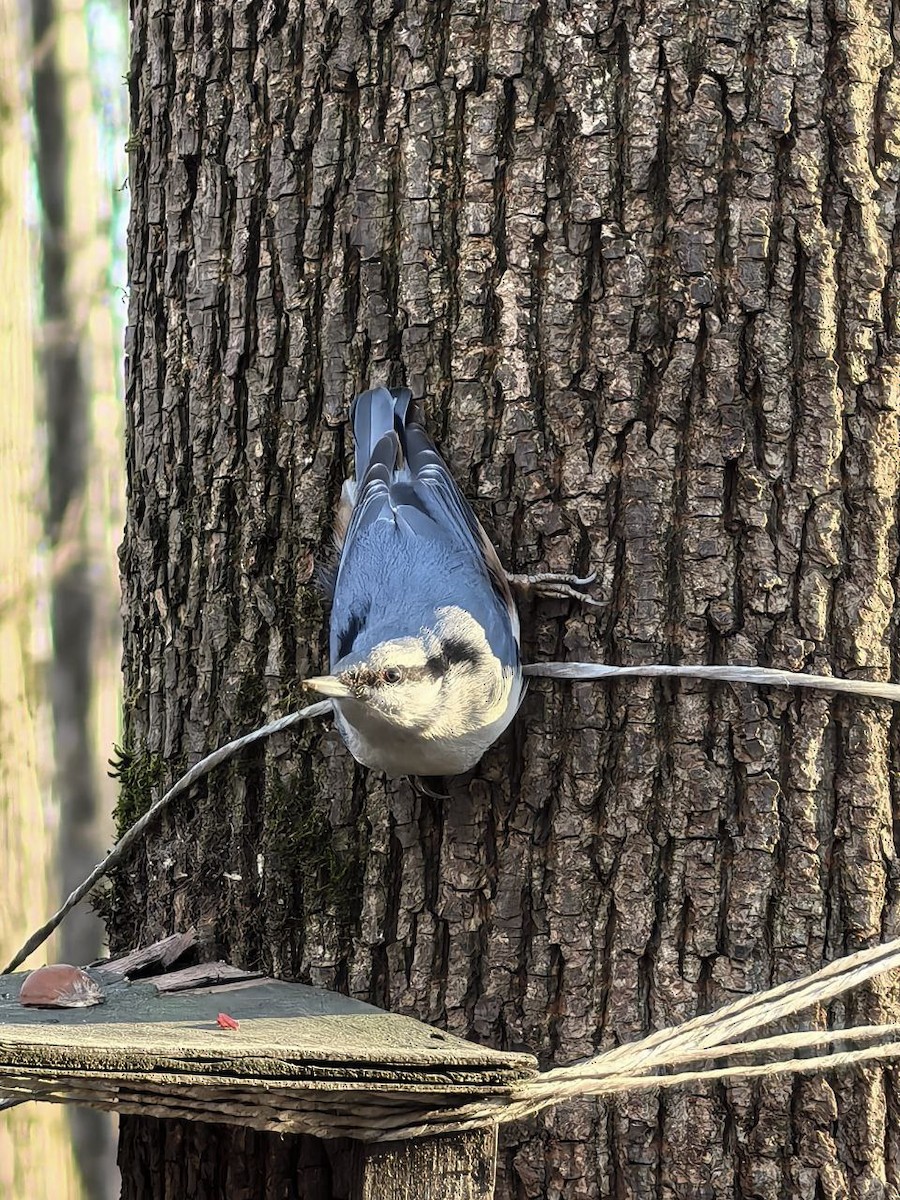 Eurasian Nuthatch - ML632203505