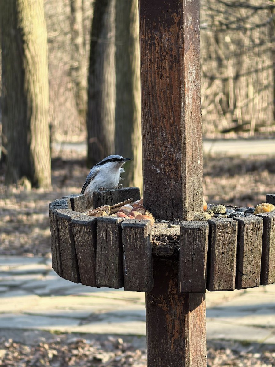 Eurasian Nuthatch - ML632203514
