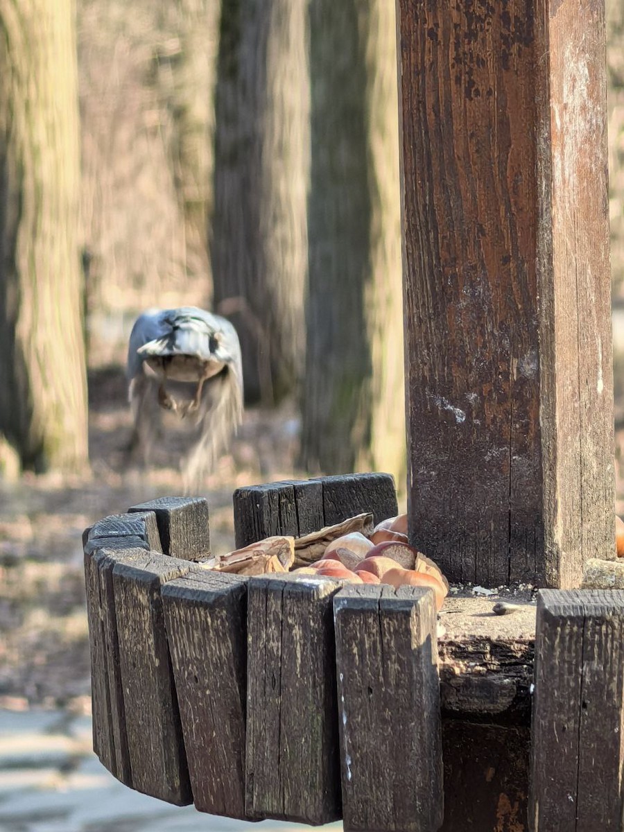 Eurasian Nuthatch - ML632203515