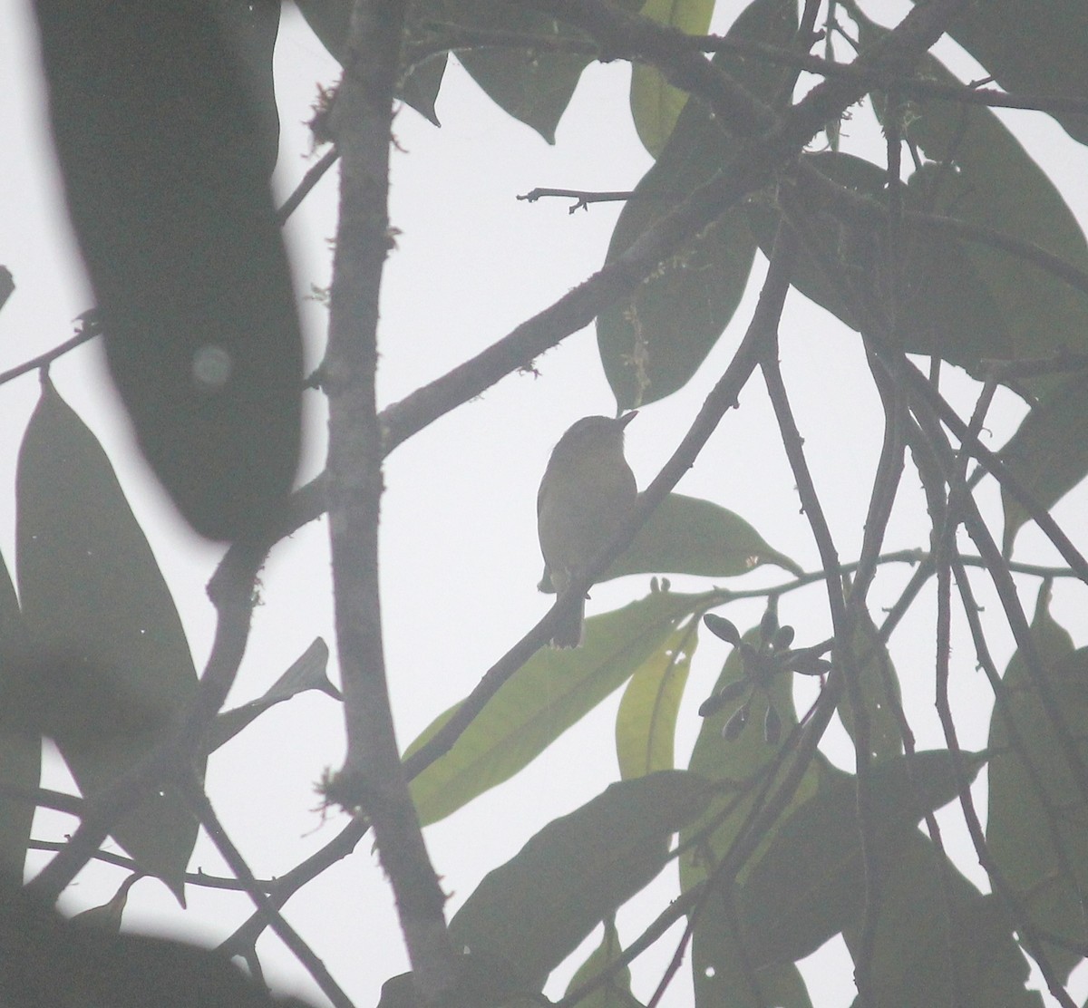 Choco Vireo - ML632203560