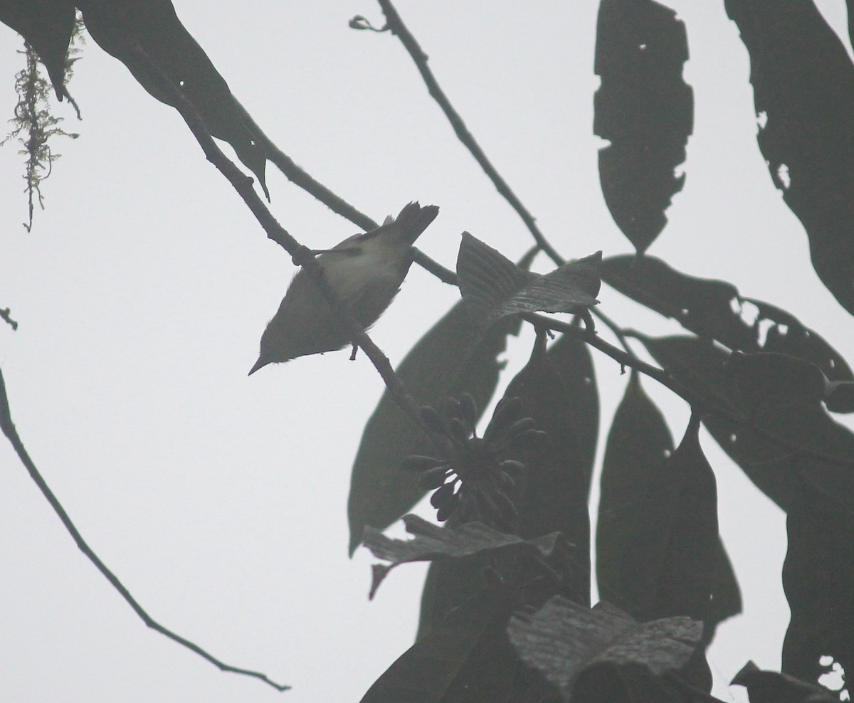 Choco Vireo - ML632203561