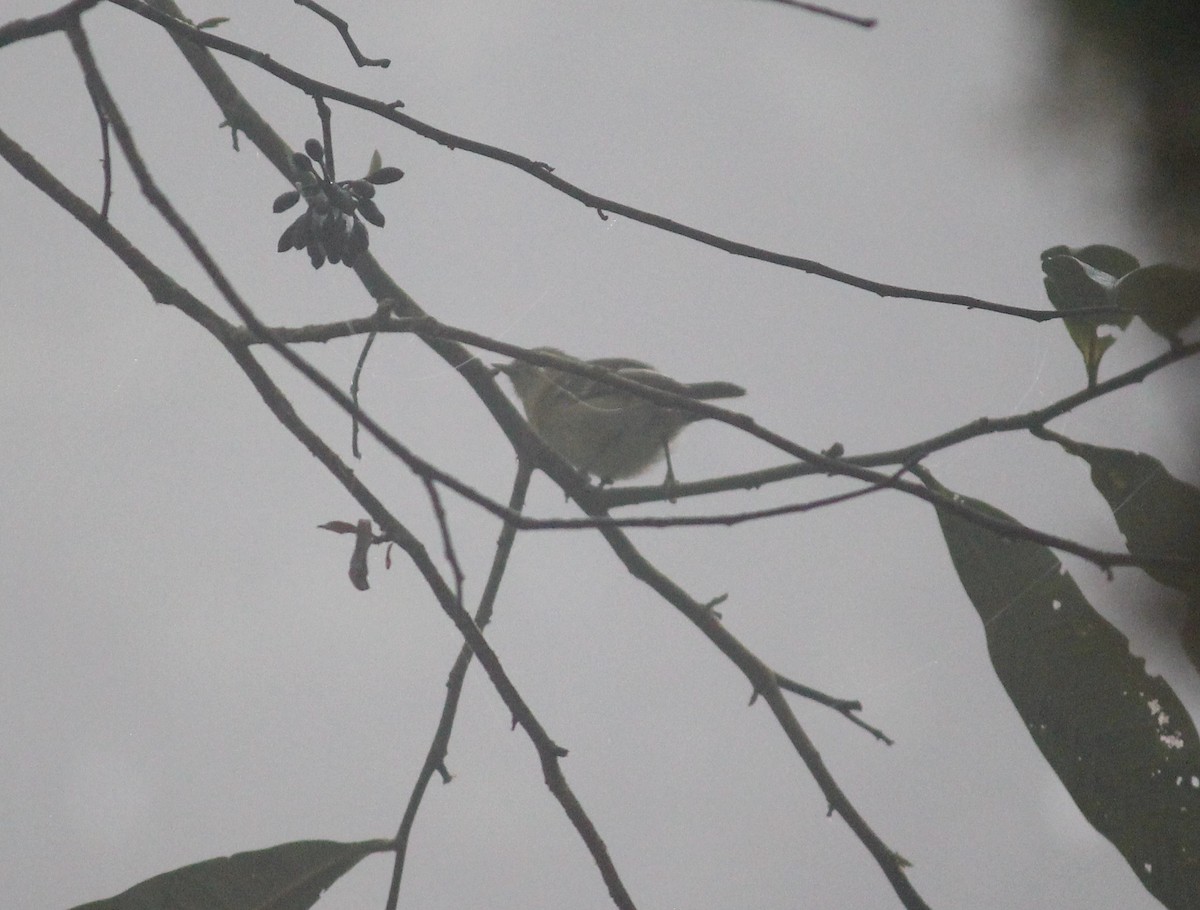 Choco Vireo - ML632203562