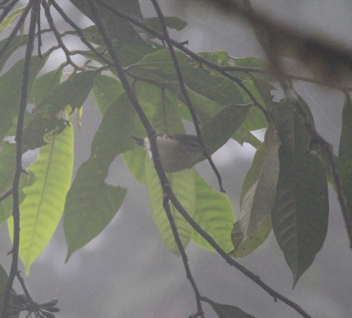 Choco Vireo - ML632203563