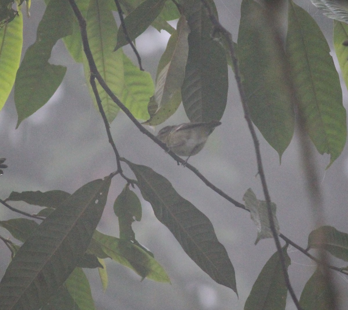 Choco Vireo - ML632203564