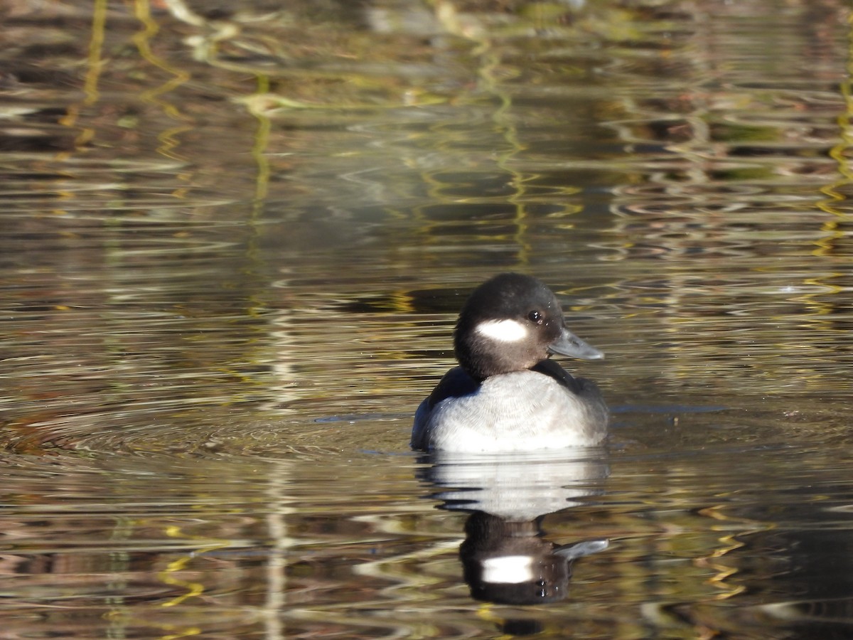 Bufflehead - ML632203575