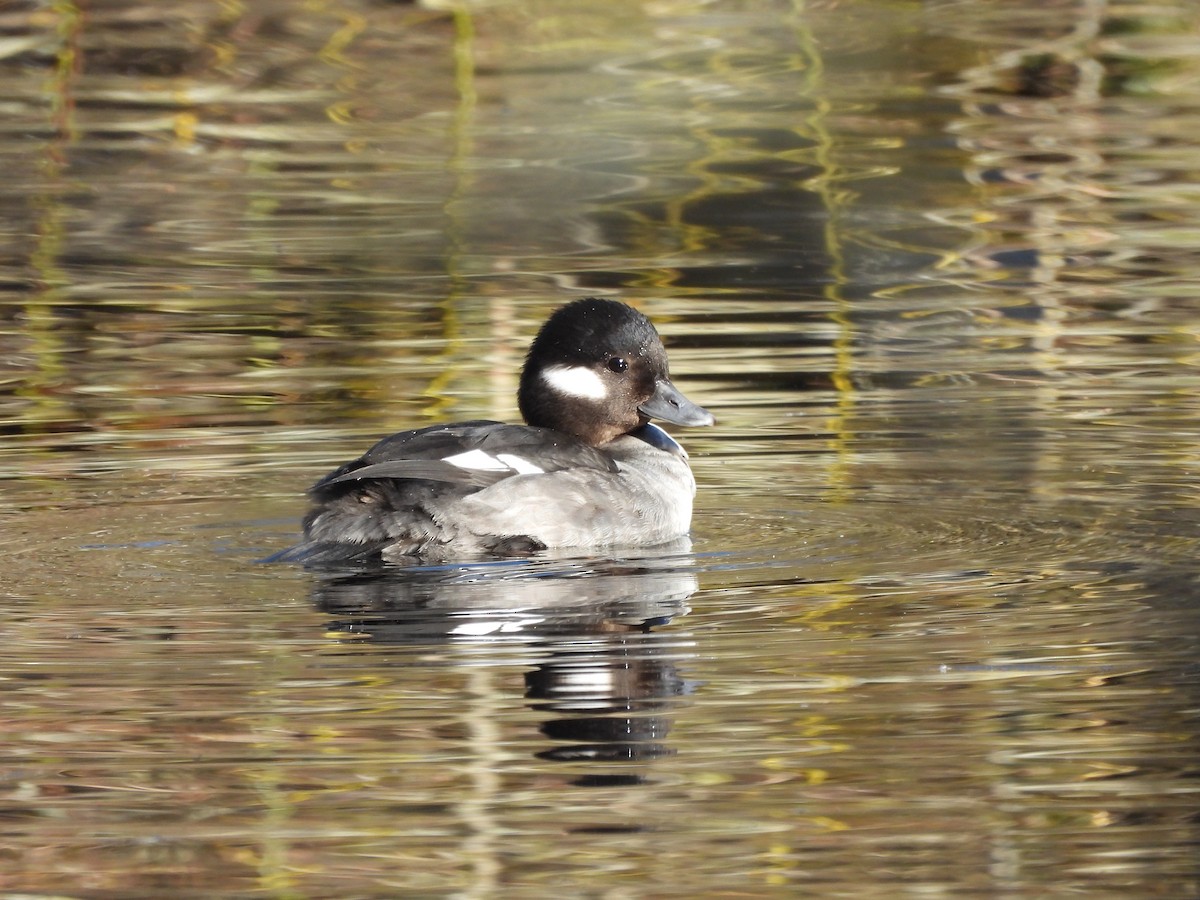 Bufflehead - ML632203596