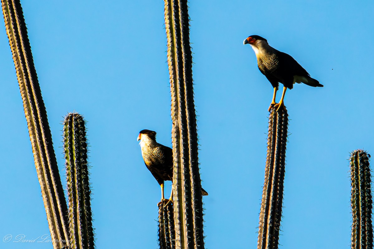 Crested Caracara - ML632203671