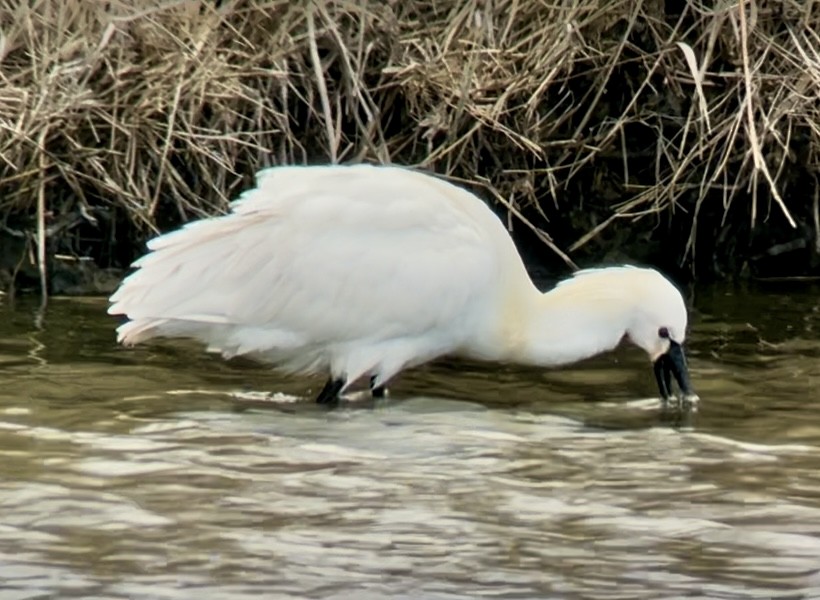 Eurasian Spoonbill - ML632203672