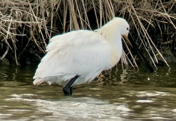 Eurasian Spoonbill - ML632203673