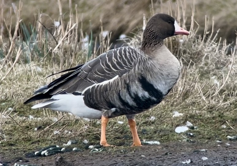 Greater White-fronted Goose (Eurasian) - ML632203729