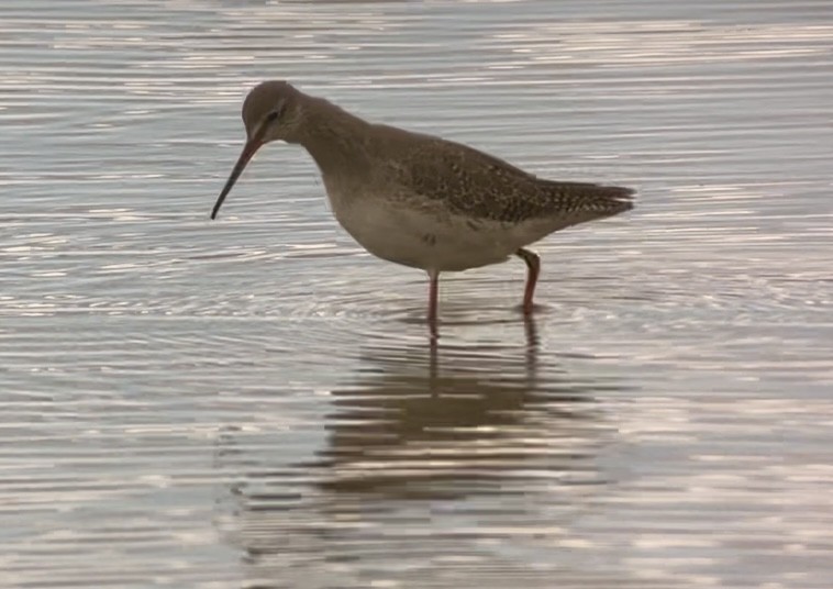Spotted Redshank - ML632203759