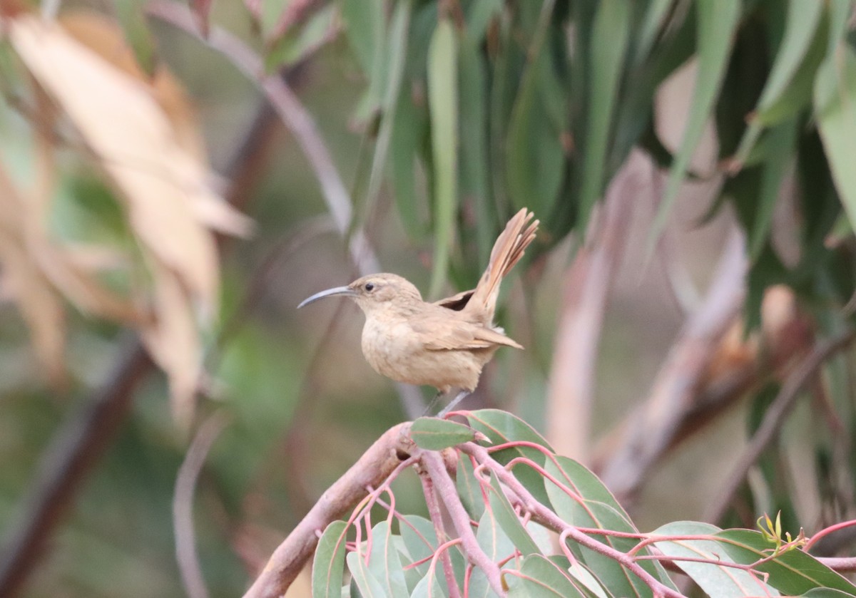 White-throated Earthcreeper - ML632203862