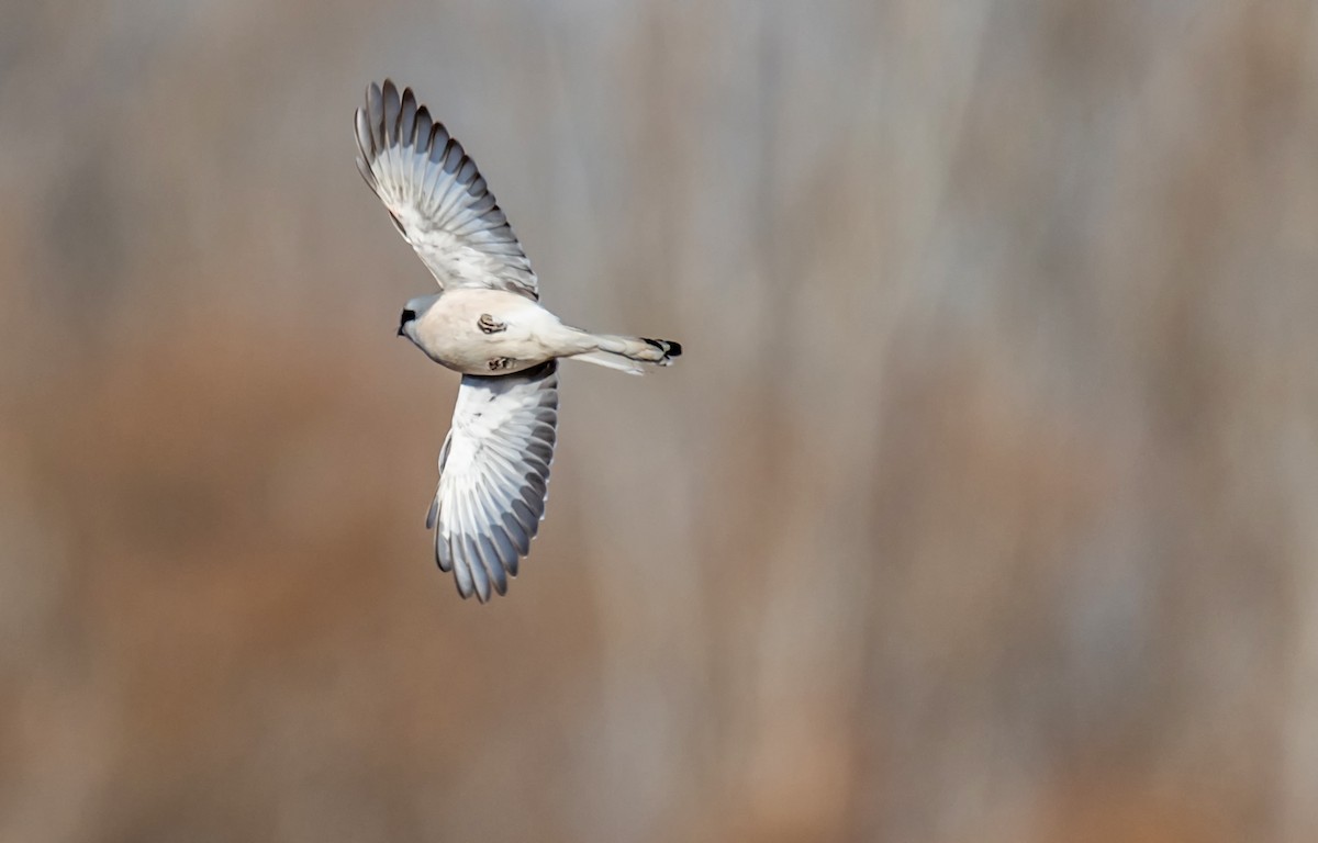 Chinese Gray Shrike - ML632203919