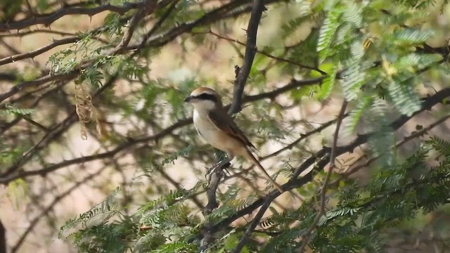 Brown Shrike - ML632203951