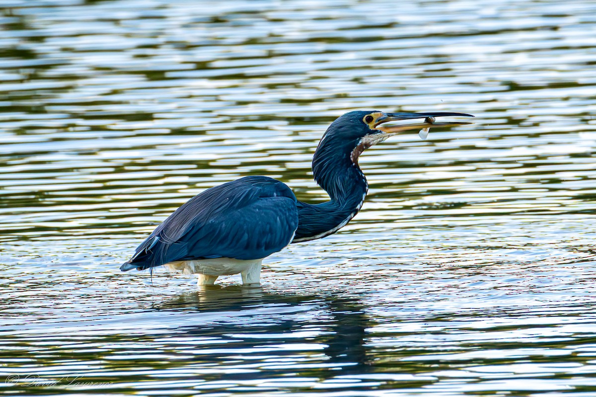 Tricolored Heron - ML632204059