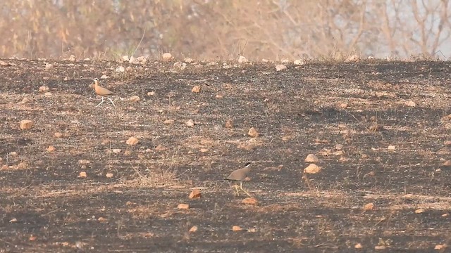 Indian Courser - ML632204118
