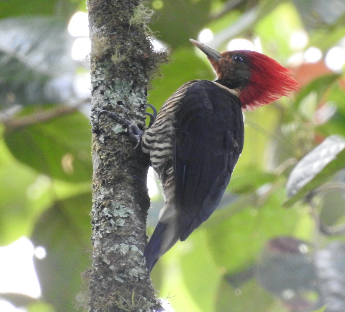 Helmeted Woodpecker - ML632204210