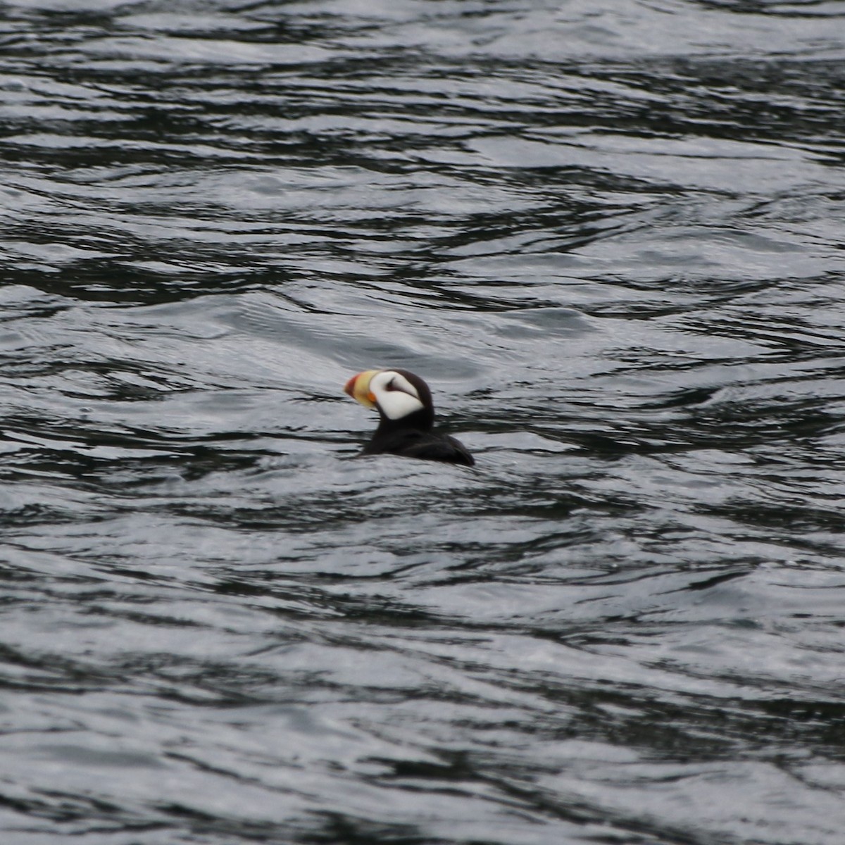 Horned Puffin - ML632204216