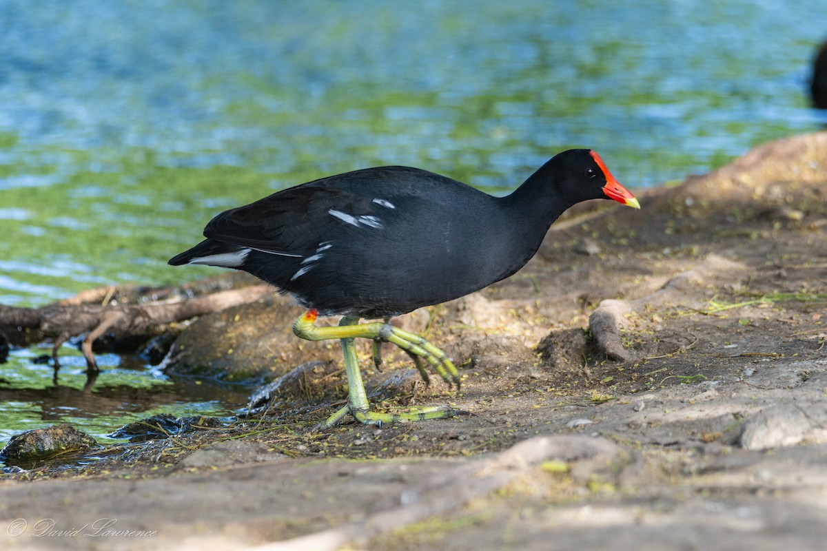Common Gallinule - David Lawrence