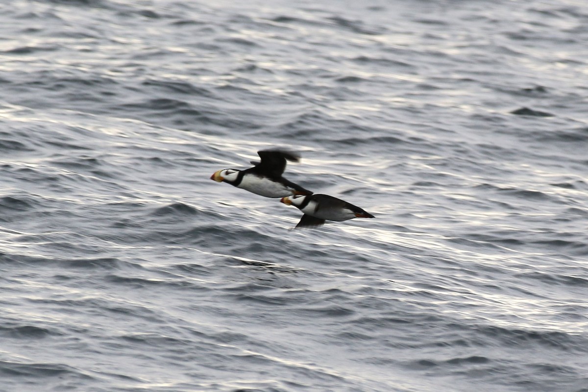 Horned Puffin - ML632204246