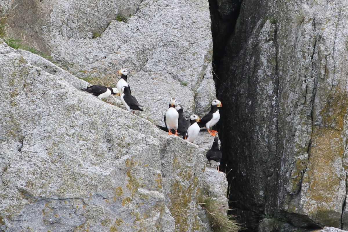 Horned Puffin - ML632204265