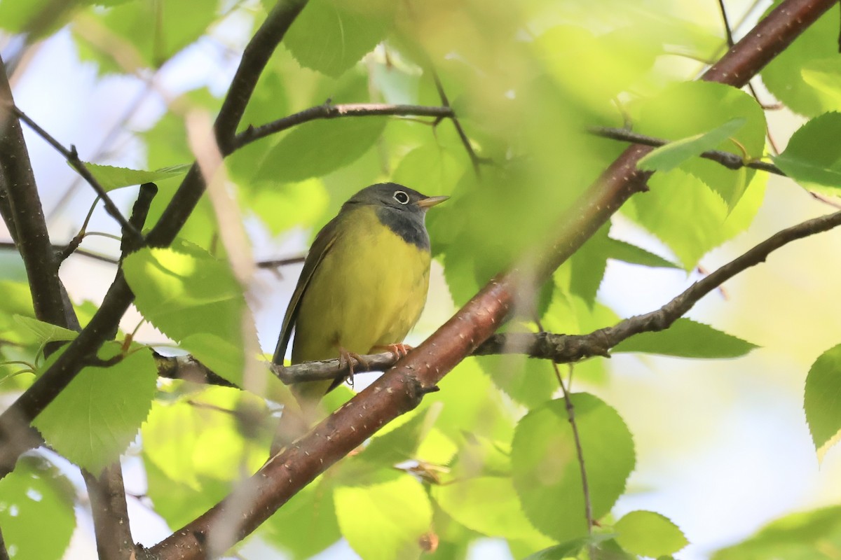 Connecticut Warbler - ML632204304