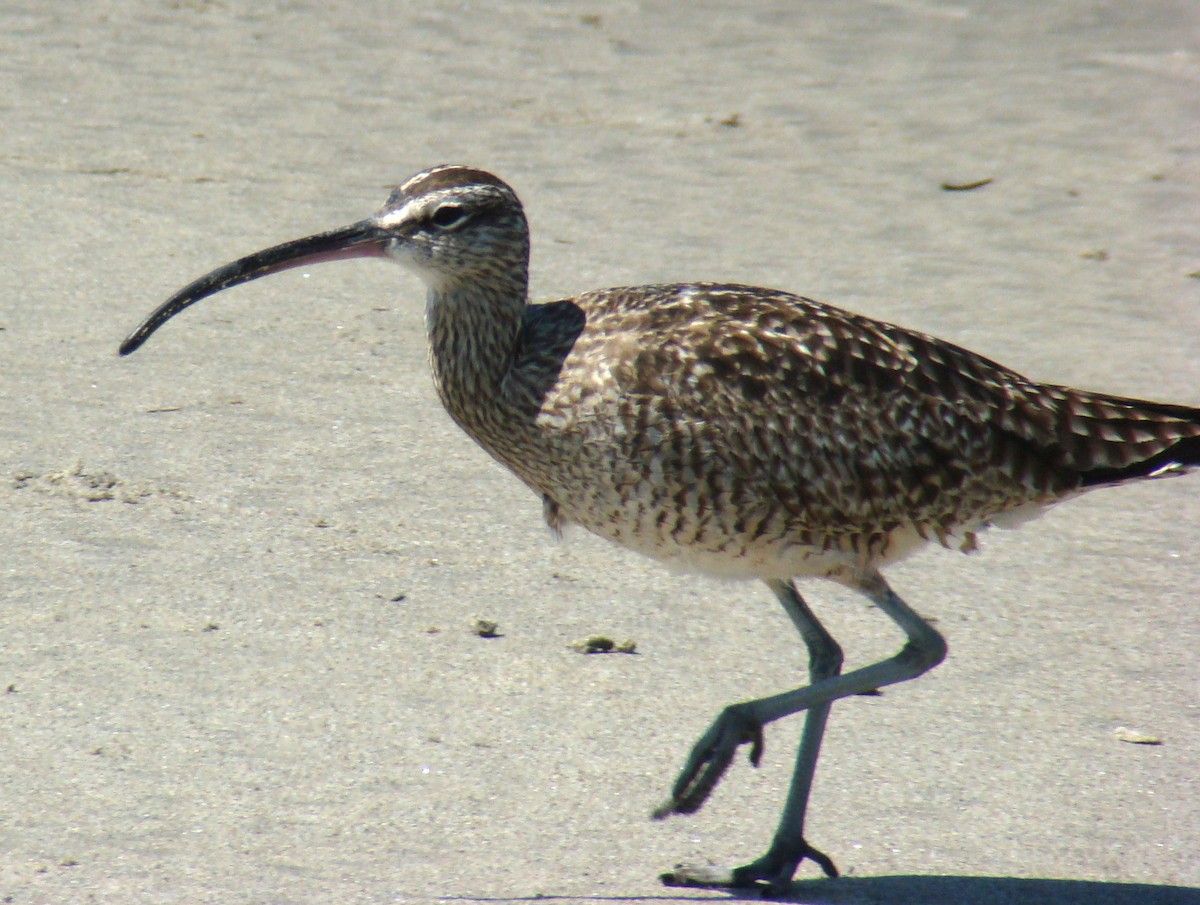 Whimbrel - Dave Czaplak