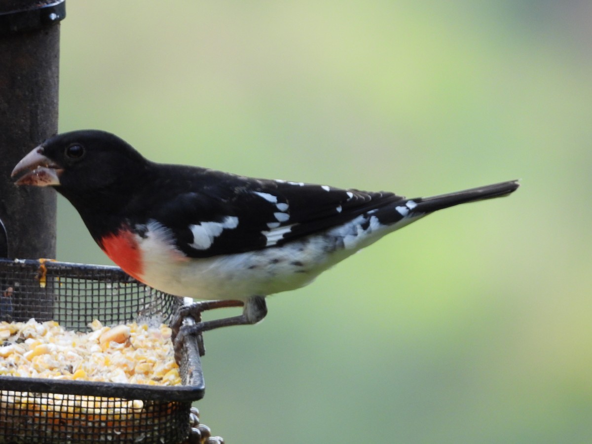 Rose-breasted Grosbeak - ML632204398