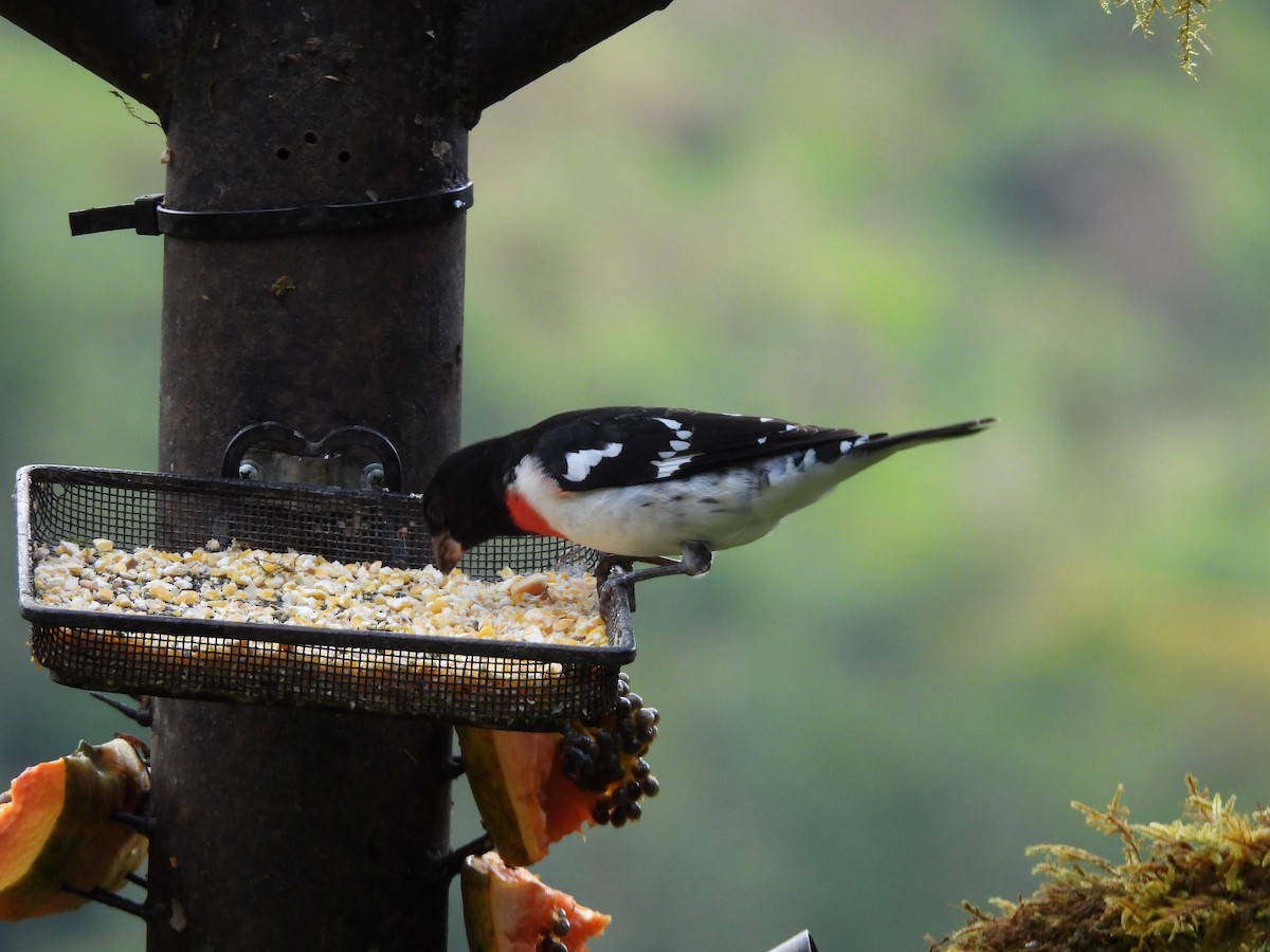 Rose-breasted Grosbeak - ML632204399