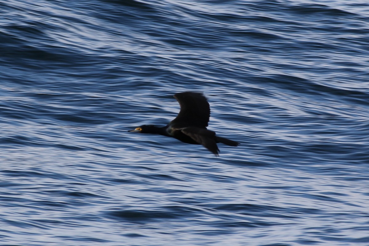 Red-faced Cormorant - ML632204417