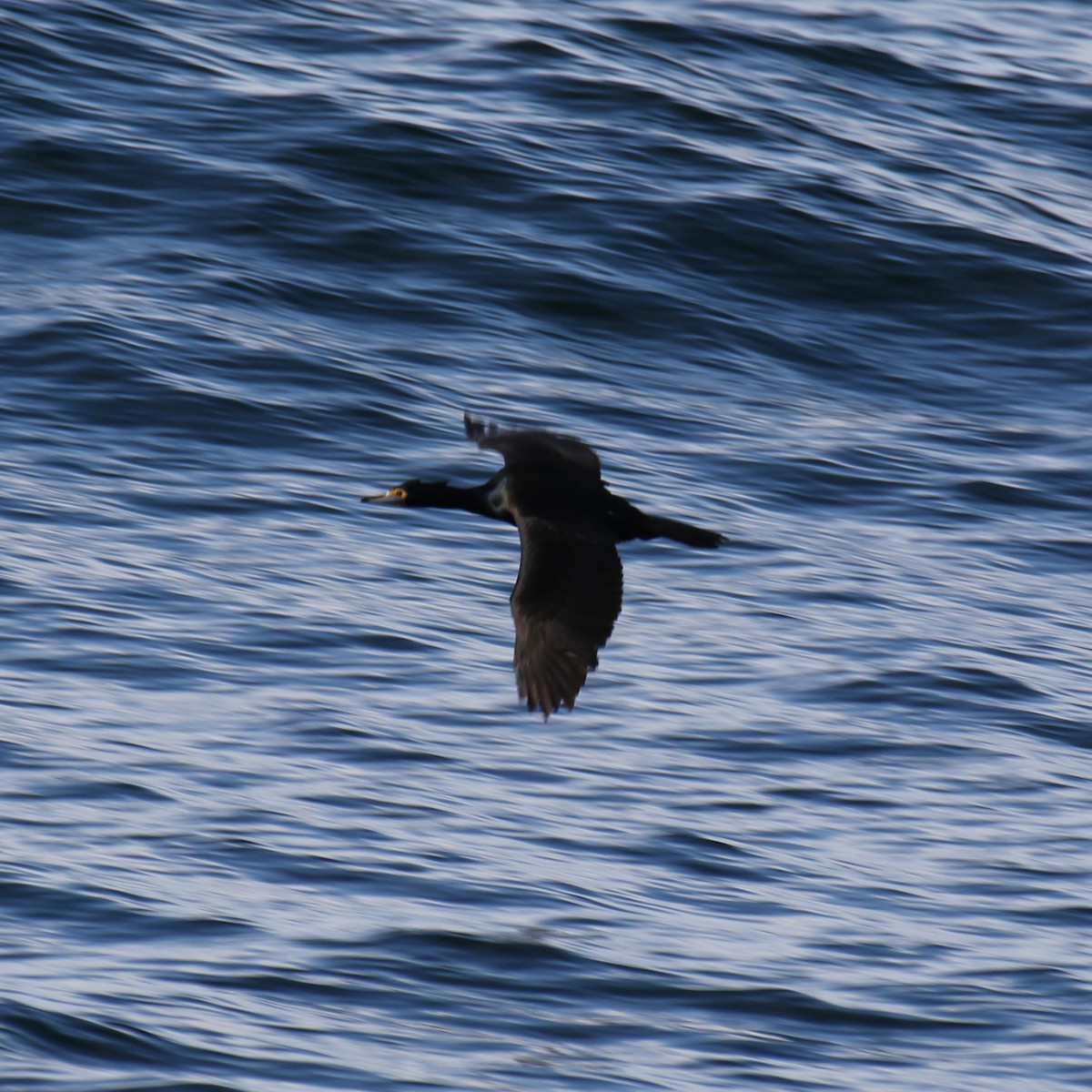 Red-faced Cormorant - ML632204418