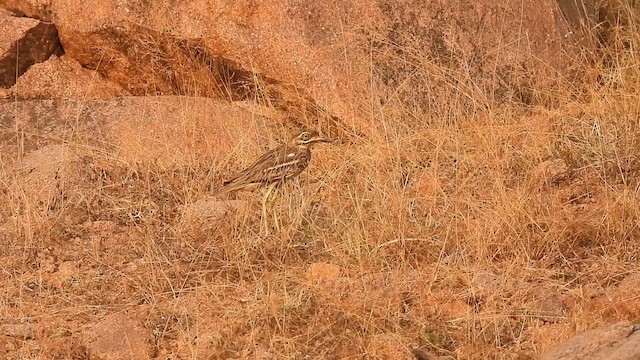 Indian Thick-knee - ML632204419