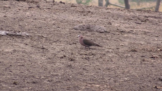 Red-eyed Dove - ML632204465