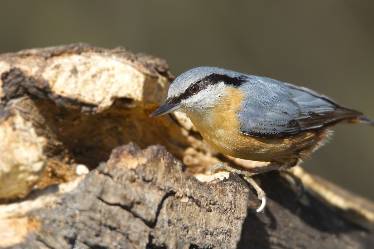 Eurasian Nuthatch - ML632204496