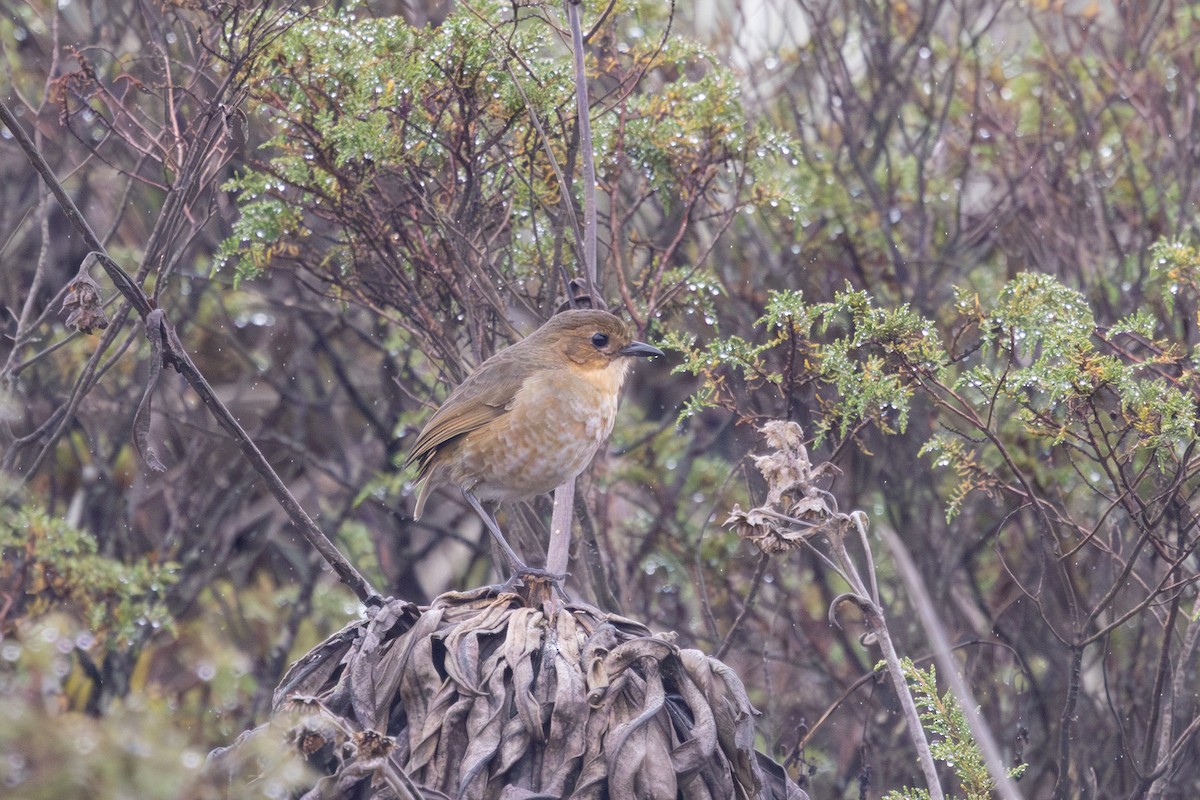 Boyaca Antpitta - ML632204554