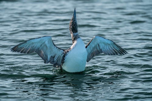 Plongeon huard - ML632204616