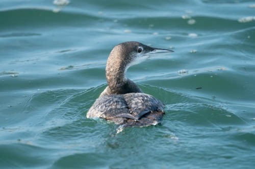 Plongeon huard - ML632204617