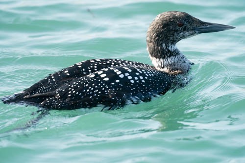 Plongeon huard - ML632204618