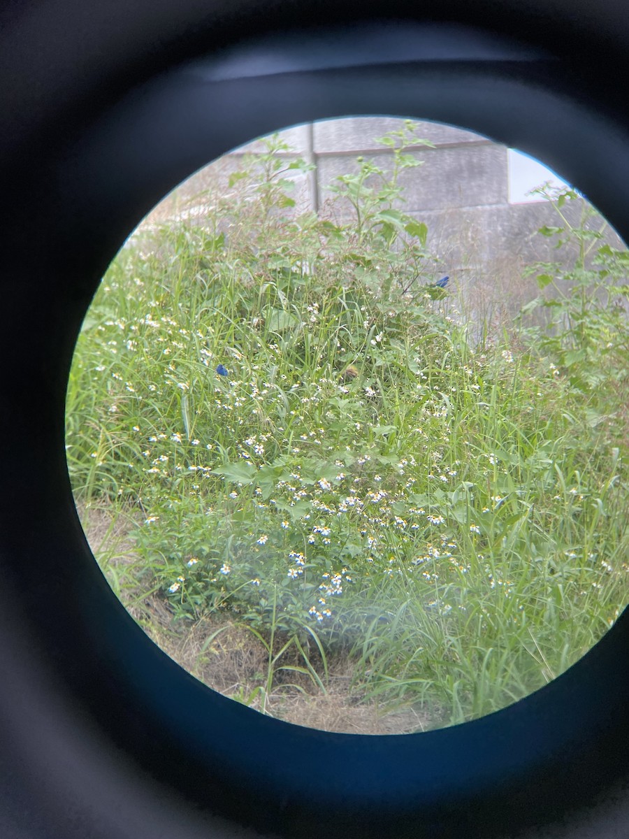 Indigo Bunting - ML632204733