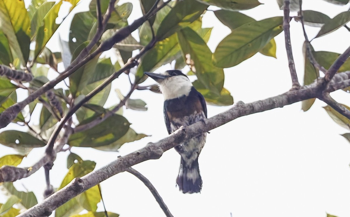 Brown-banded Puffbird - ML632204920