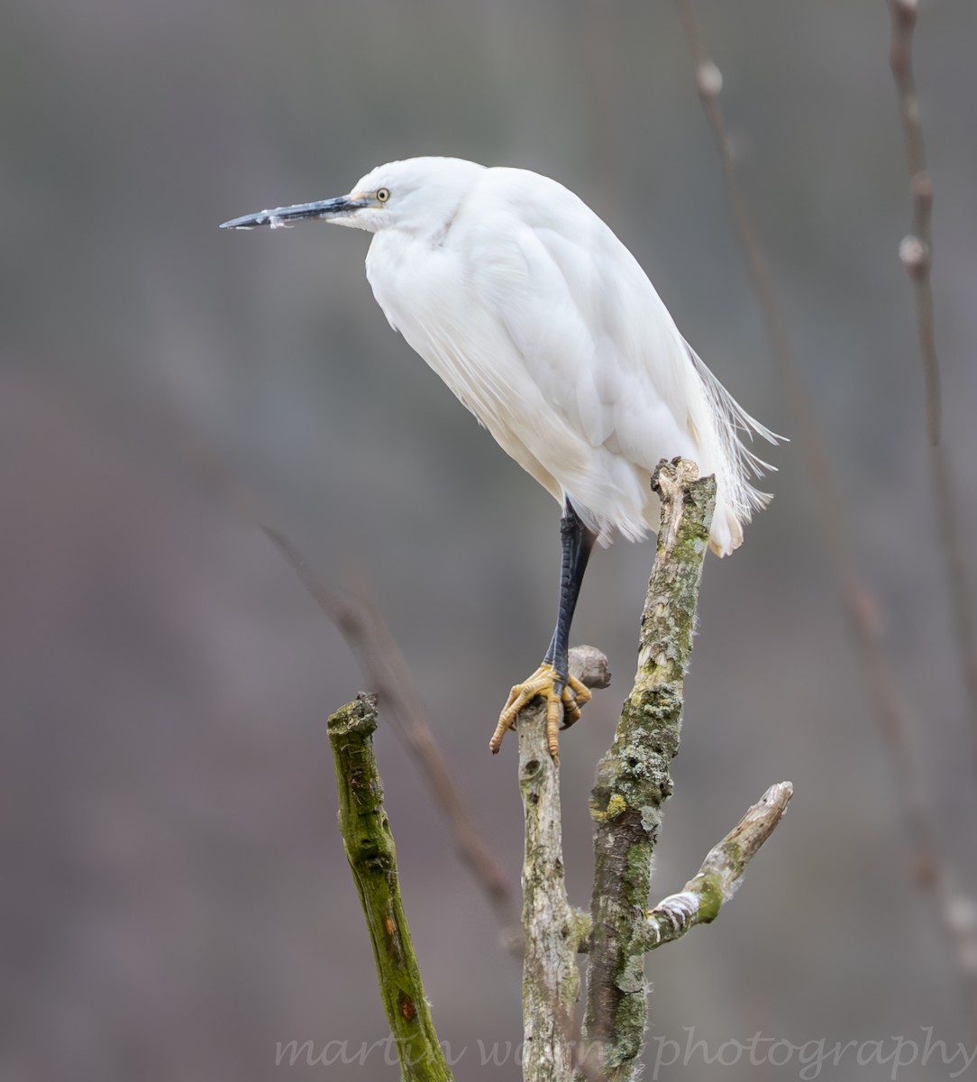 Seidenreiher - ML632205051
