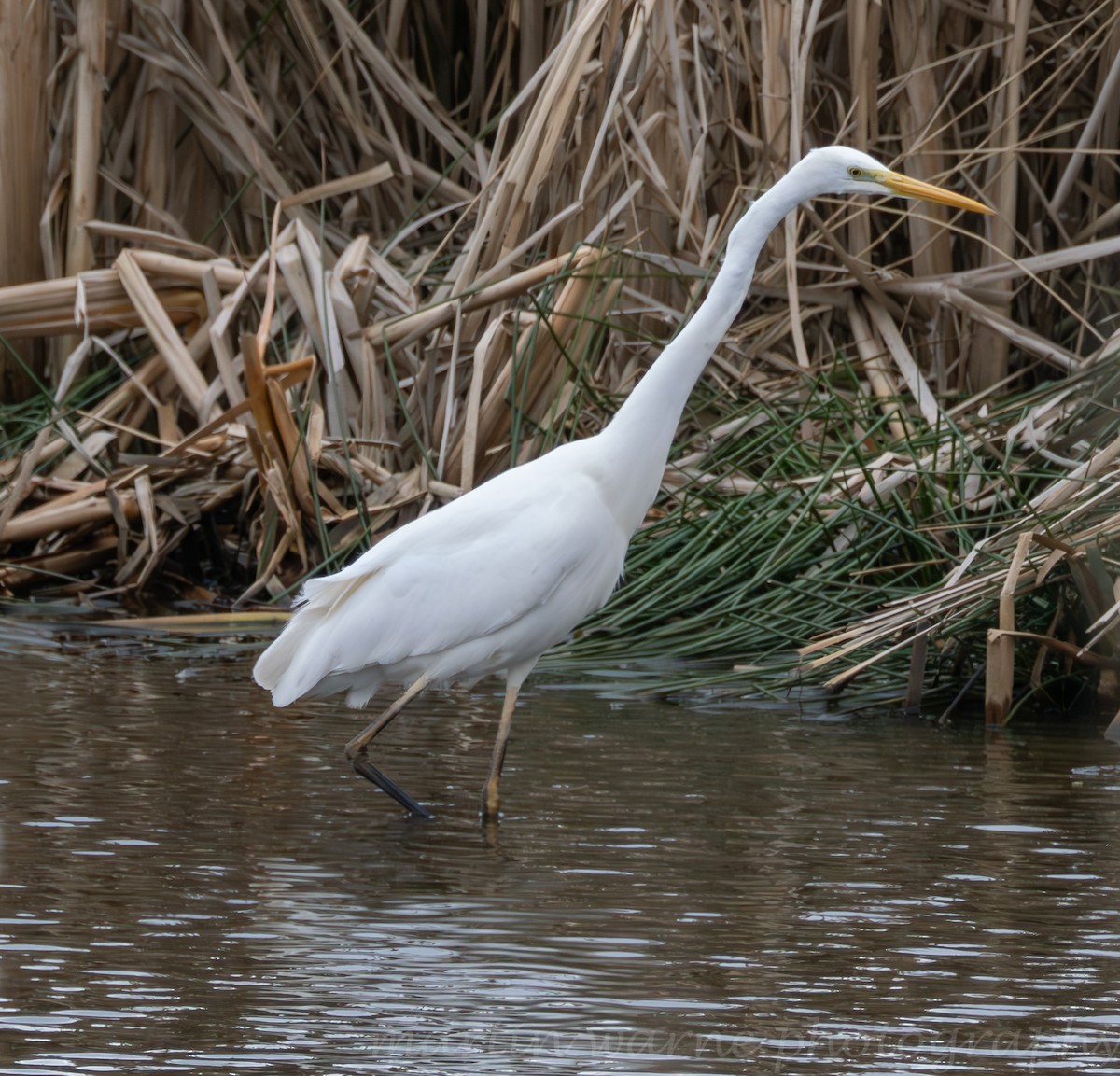 Silberreiher - ML632205085