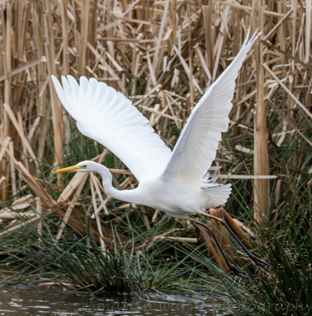 Silberreiher - ML632205086