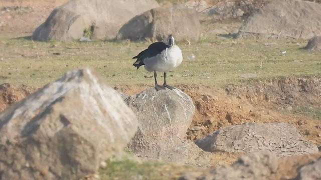 Knob-billed Duck - ML632205124