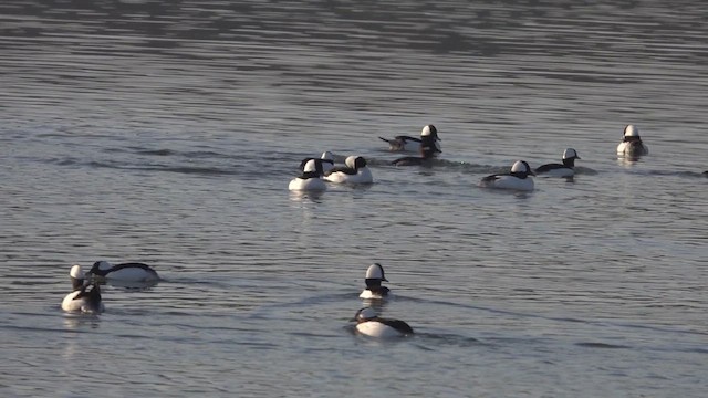 Bufflehead - ML632205286