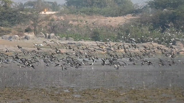 Морин цууцал - ML632205336