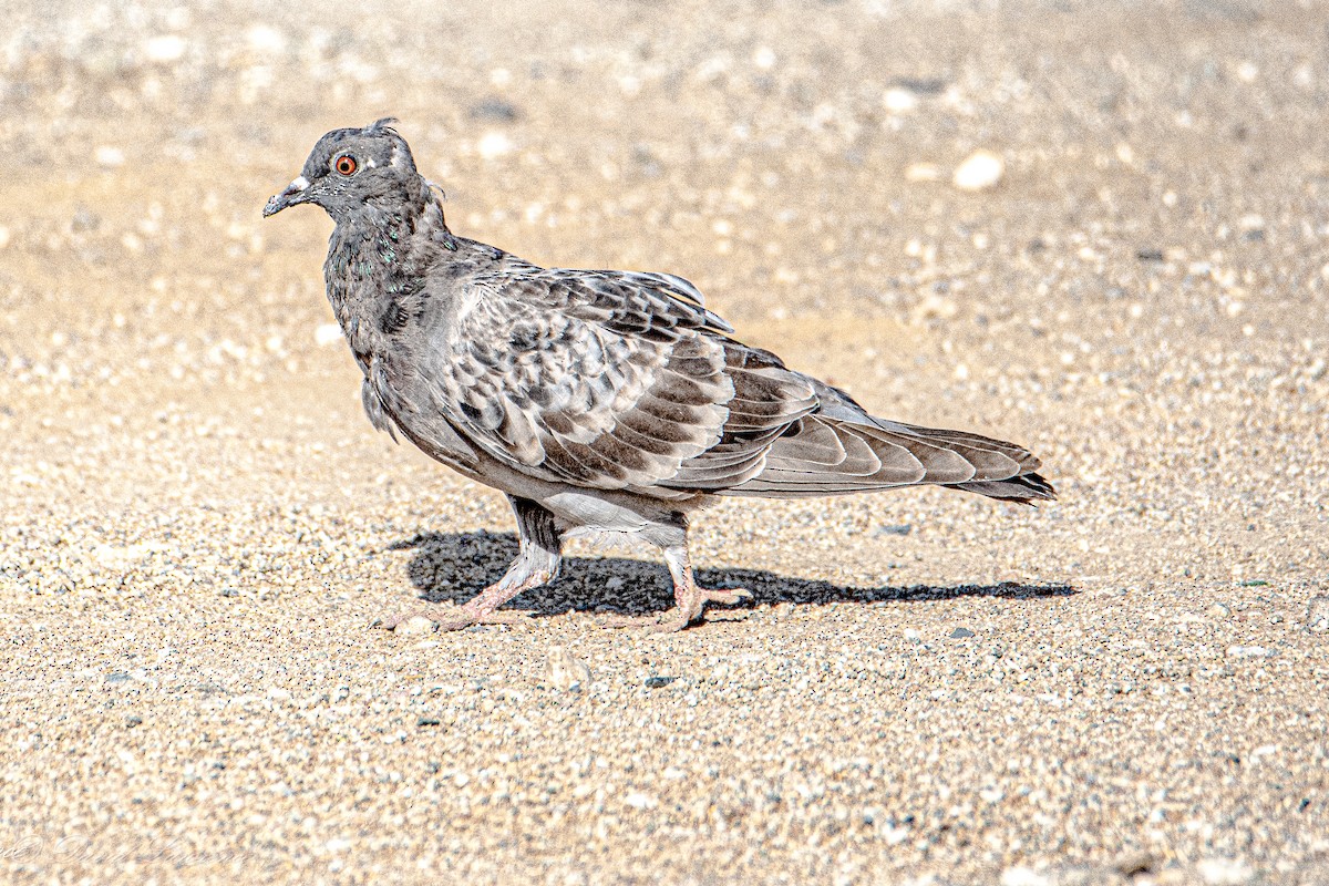 Rock Pigeon (Feral Pigeon) - ML632205384